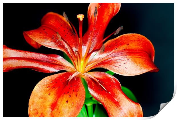 Bright Red Lily        Print by Tony Swain