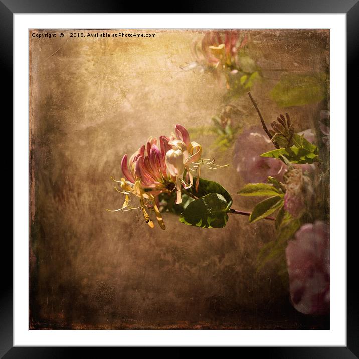 Honeysuckle Rose Framed Mounted Print by LIZ Alderdice