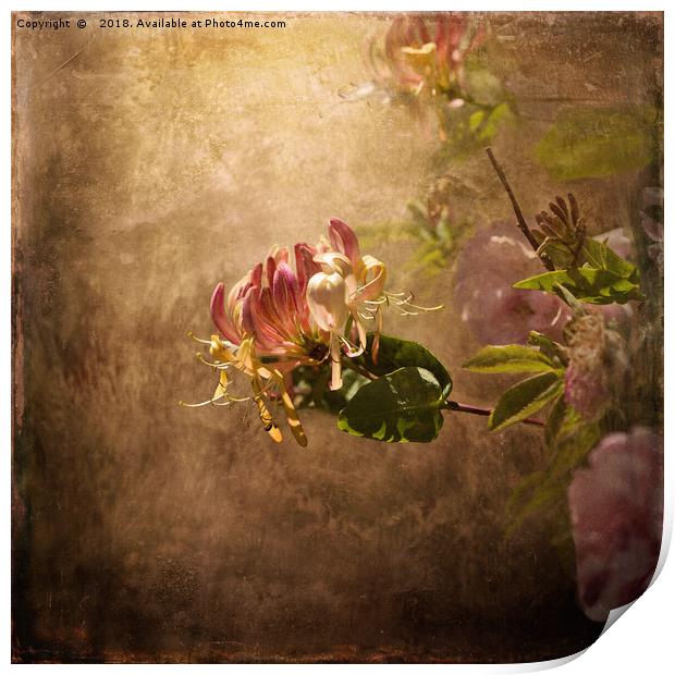 Honeysuckle Rose Print by LIZ Alderdice