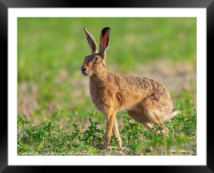 Norfolk's wild hare beautiful close up in early mo Framed Mounted Print by Simon Bratt LRPS