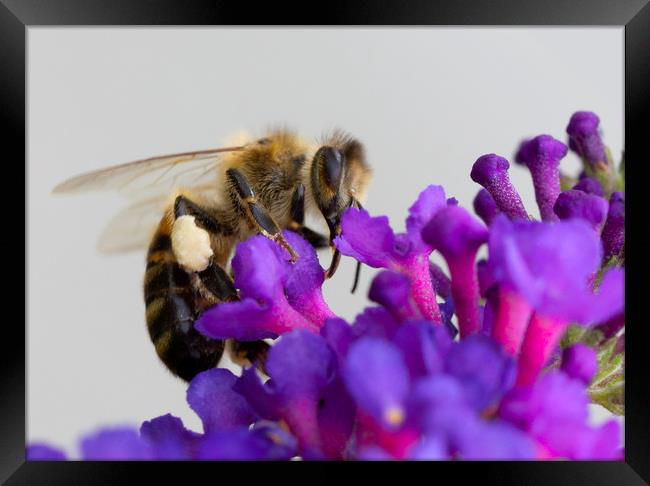Bee &  Buddleja Framed Print by Jonathan Thirkell