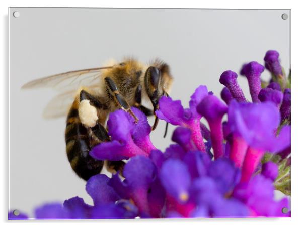 Bee &  Buddleja Acrylic by Jonathan Thirkell