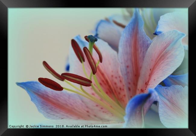 Asiatic Lily Framed Print by Jackie Simmons