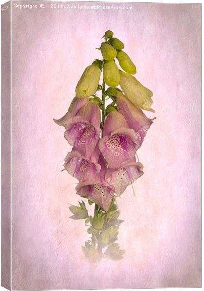 Pink Foxglove Canvas Print by Robert Murray