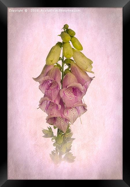 Pink Foxglove Framed Print by Robert Murray