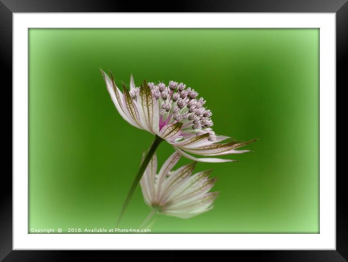 "White Astrantia " Framed Mounted Print by ROS RIDLEY
