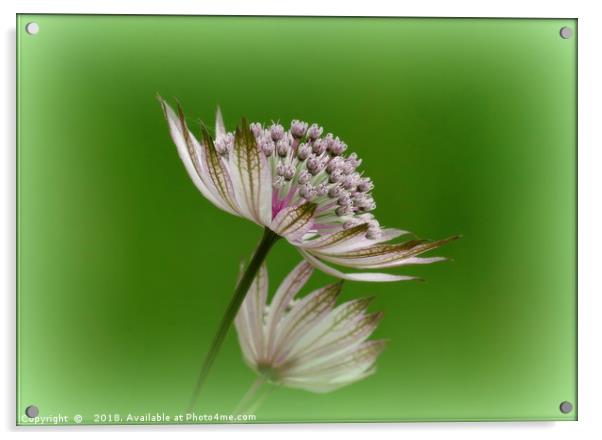 "White Astrantia " Acrylic by ROS RIDLEY