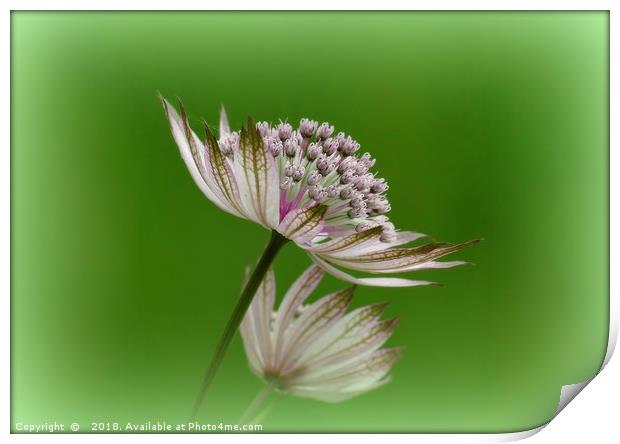 "White Astrantia " Print by ROS RIDLEY