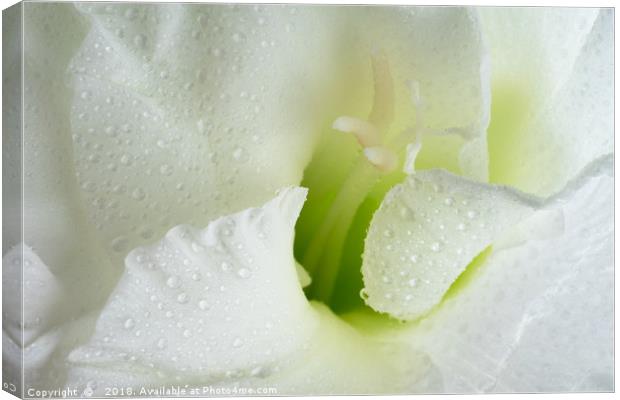 White Gladiolus Tears Canvas Print by Ann Garrett
