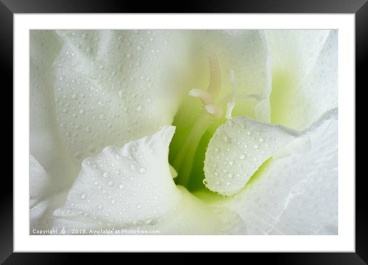 White Gladiolus Tears Framed Mounted Print by Ann Garrett