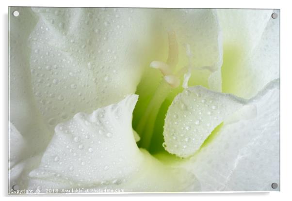 White Gladiolus Tears Acrylic by Ann Garrett