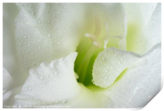 White Gladiolus Tears Print by Ann Garrett