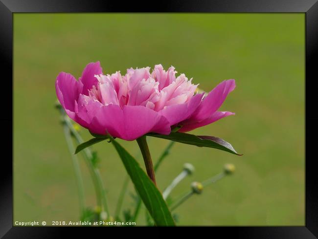 "Peony Pink Duo" Framed Print by ROS RIDLEY