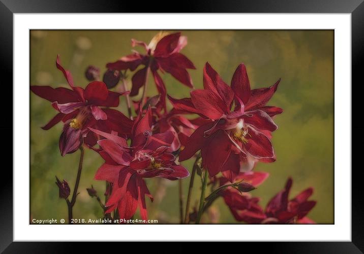 "Red Aquilegias" Framed Mounted Print by ROS RIDLEY