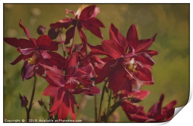 "Red Aquilegias" Print by ROS RIDLEY