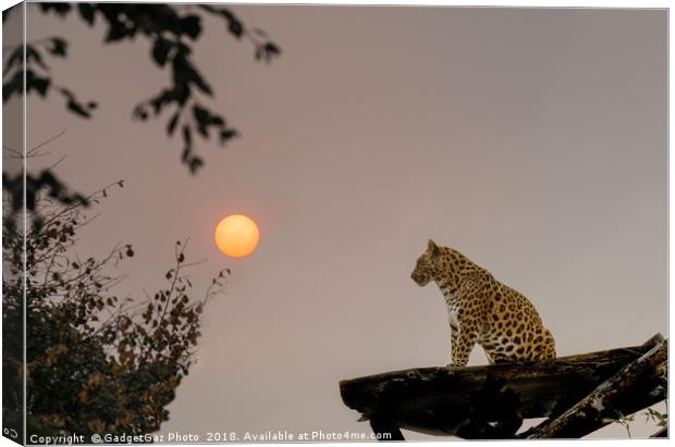 North Chinese Leopard and sun setting Canvas Print by GadgetGaz Photo