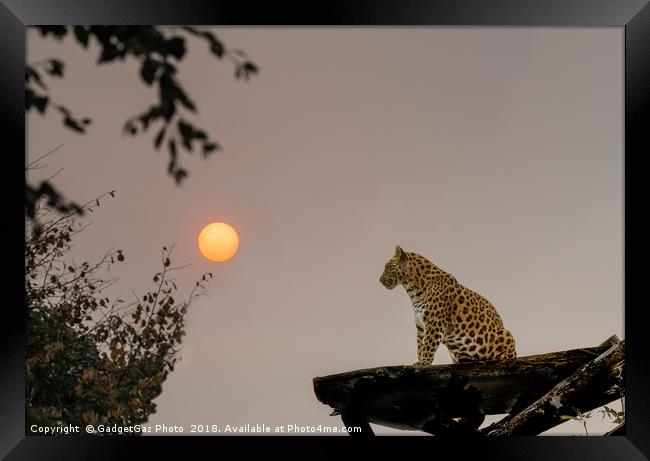 North Chinese Leopard and sun setting Framed Print by GadgetGaz Photo