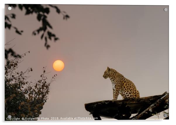 North Chinese Leopard and sun setting Acrylic by GadgetGaz Photo