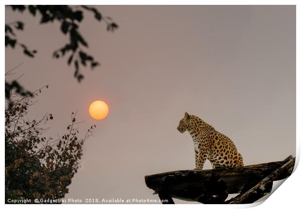 North Chinese Leopard and sun setting Print by GadgetGaz Photo