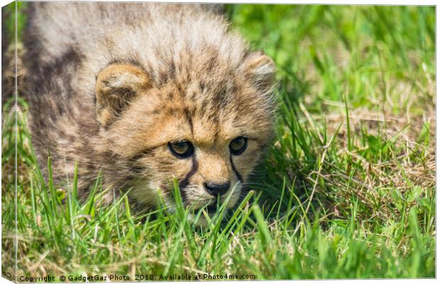 Cheetah Cubs fixated stare Canvas Print by GadgetGaz Photo