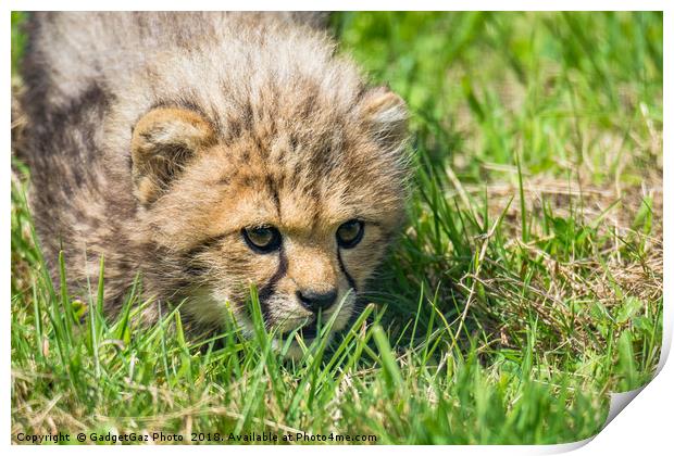 Cheetah Cubs fixated stare Print by GadgetGaz Photo
