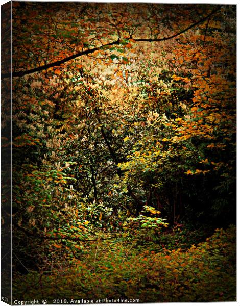 Deep Woods Canvas Print by Heather Goodwin