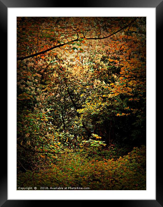 Deep Woods Framed Mounted Print by Heather Goodwin