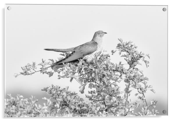 Cuckoo (The Visitor) Acrylic by Wayne Lytton