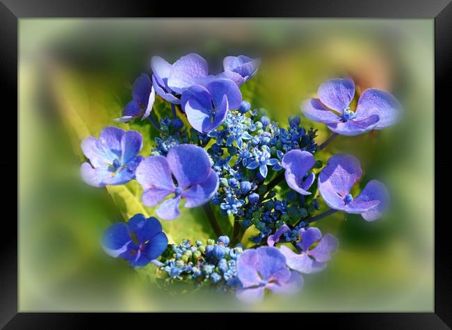 floral glow Framed Print by sue davies