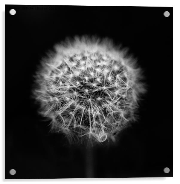 Dandelion Clock Acrylic by Richard Burdon