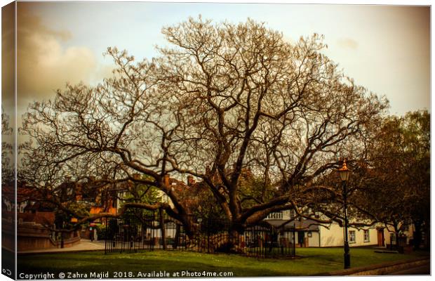 100 year old tree in the Highstreet Canvas Print by Zahra Majid