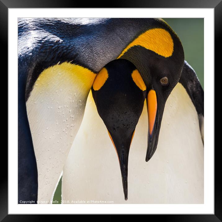 King Penguin pair Framed Mounted Print by Jason Wells