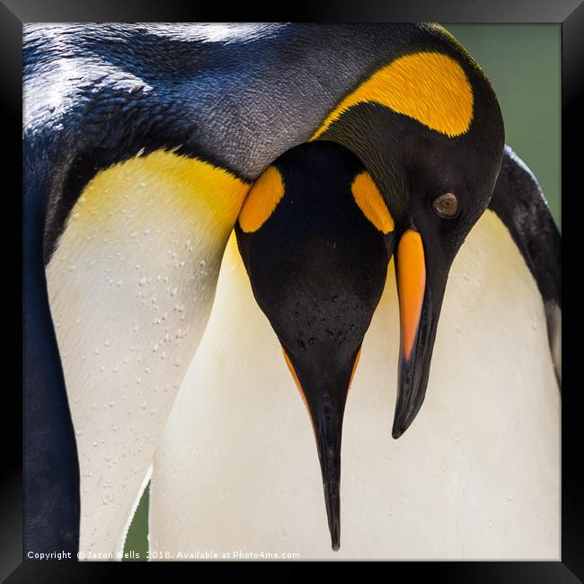 King Penguin pair Framed Print by Jason Wells