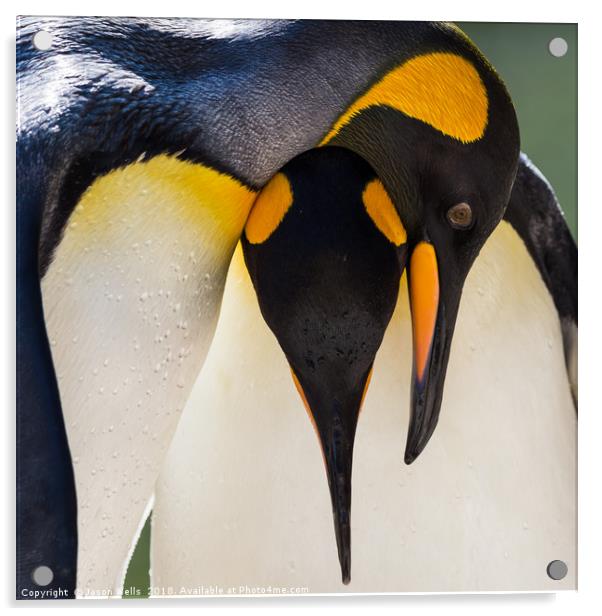 King Penguin pair Acrylic by Jason Wells