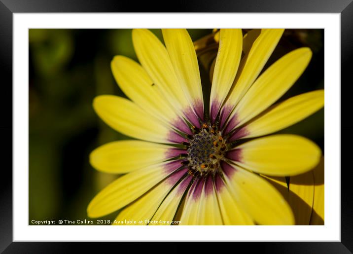 African Daisy Framed Mounted Print by Tina Collins