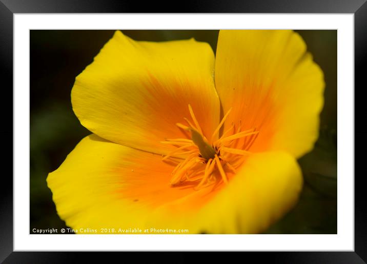 California poppy Framed Mounted Print by Tina Collins