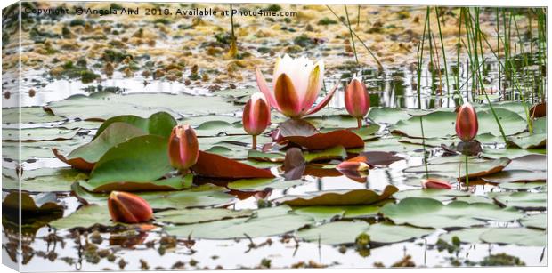The Pond. Canvas Print by Angela Aird