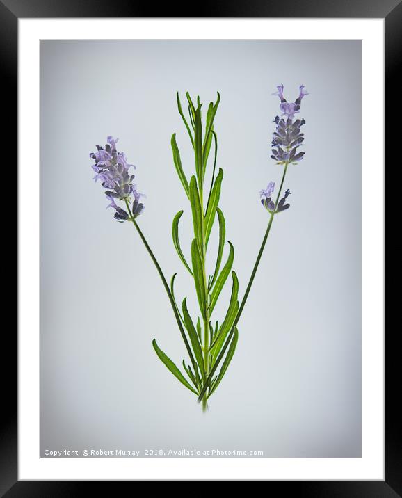 Lavender Framed Mounted Print by Robert Murray