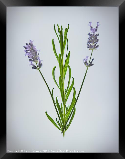 Lavender Framed Print by Robert Murray
