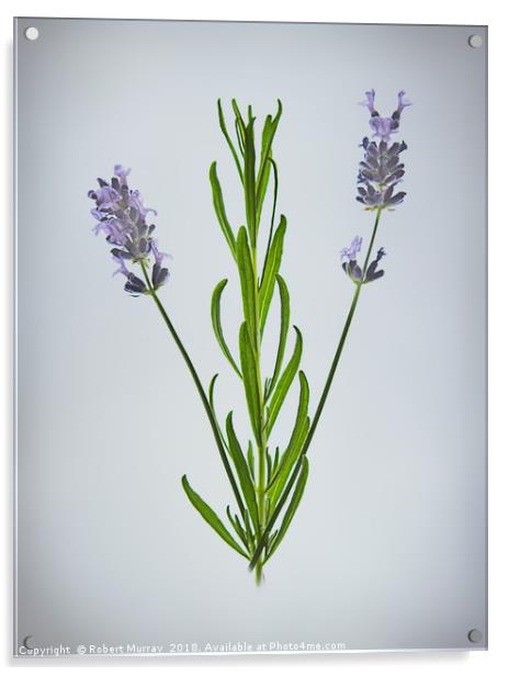 Lavender Acrylic by Robert Murray
