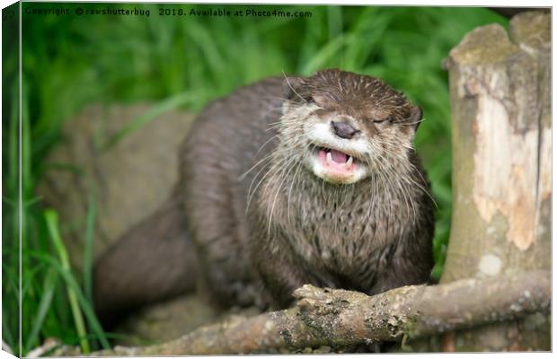 Smiling Otter Canvas Print by rawshutterbug 