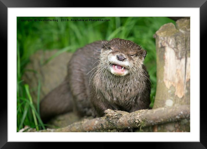 Smiling Otter Framed Mounted Print by rawshutterbug 