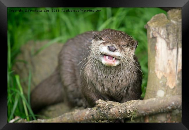 Smiling Otter Framed Print by rawshutterbug 