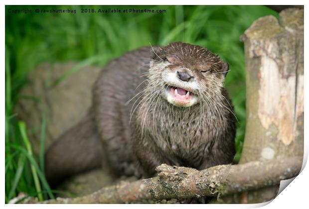 Smiling Otter Print by rawshutterbug 