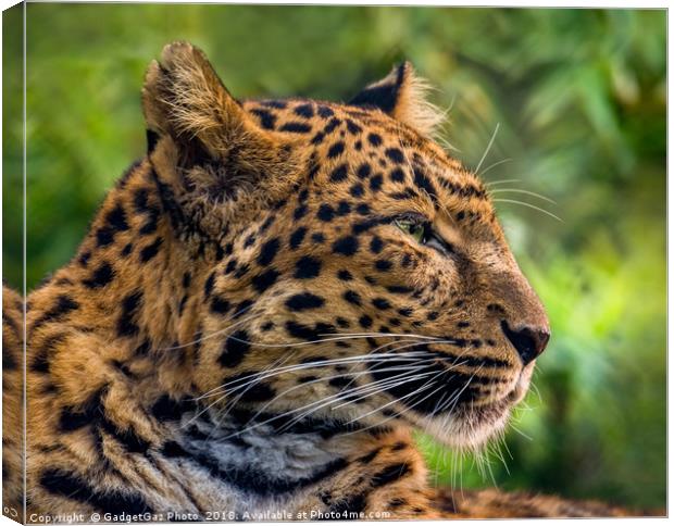 North Chinese Leopard profile Canvas Print by GadgetGaz Photo