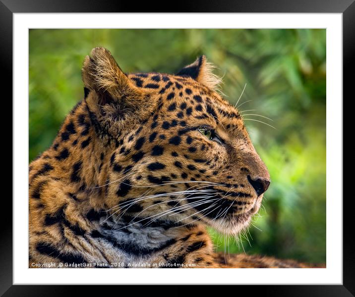 North Chinese Leopard profile Framed Mounted Print by GadgetGaz Photo