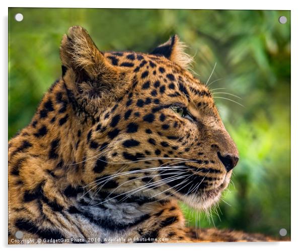 North Chinese Leopard profile Acrylic by GadgetGaz Photo