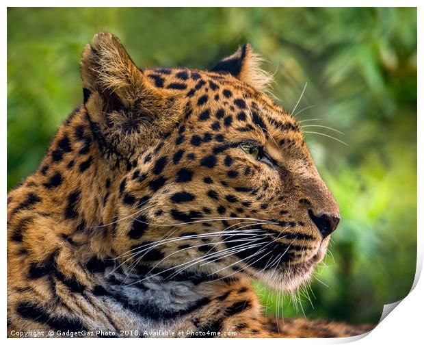 North Chinese Leopard profile Print by GadgetGaz Photo