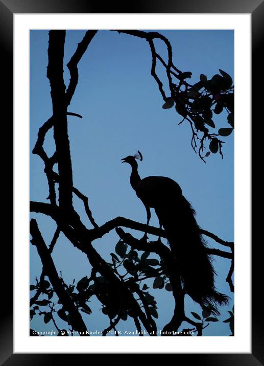 Silhouette of Indian Peacock in Tree, Ranthambore, Framed Mounted Print by Serena Bowles