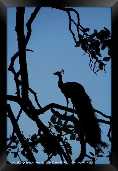 Silhouette of Indian Peacock in Tree, Ranthambore, Framed Print by Serena Bowles